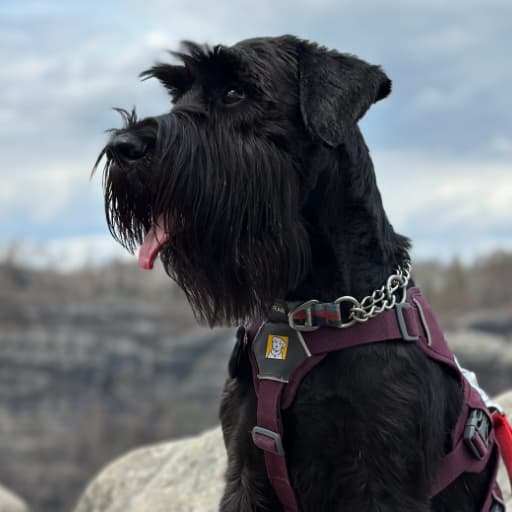Photo of Standard Schnauzer Goldie
